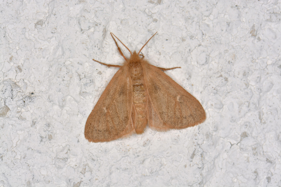 Ocneria rubea - rőt gyapjaslepke