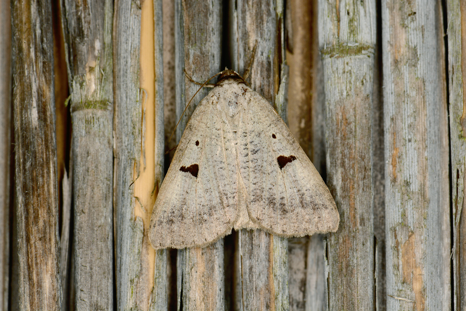 Lygephila lusoria - nagy csüdfűbagoly