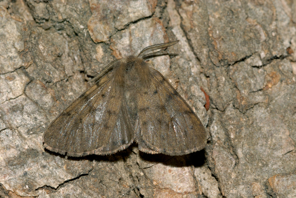 Diaphora luctuosa - gyászos medvelepke
