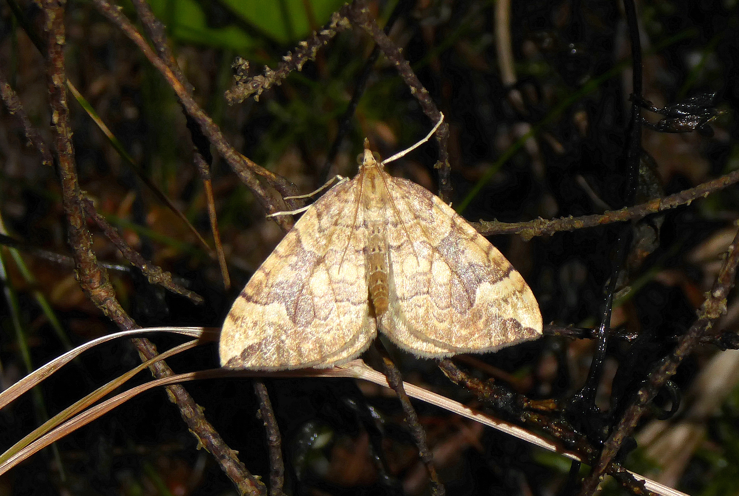 Eulithis populata - áfonya-tarkaaraszoló