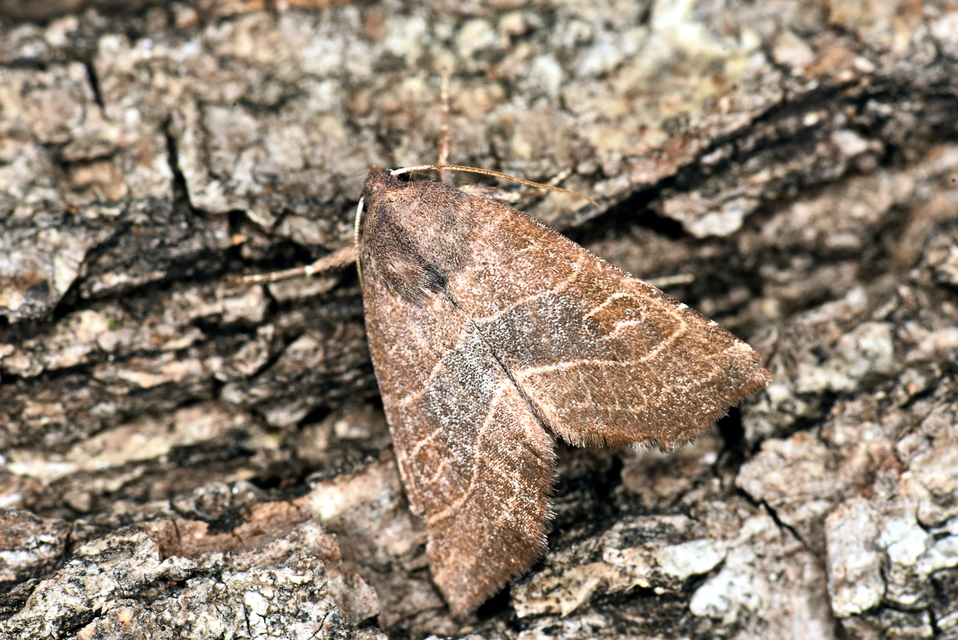 Atethmia ambusta - körtebagoly