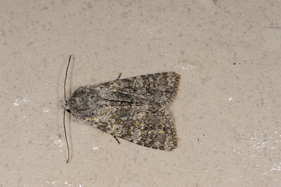 Polymixis xanthomista gyurovicslaszloi - Gyurovics László tarkabaglya