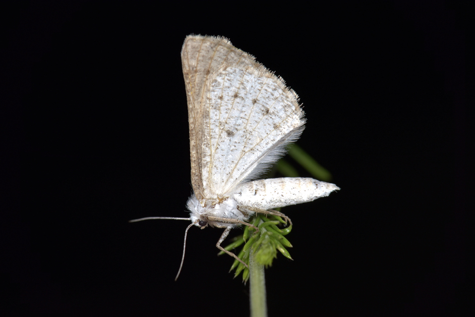 Dyscia conspersaria - sziklaüröm-araszoló
