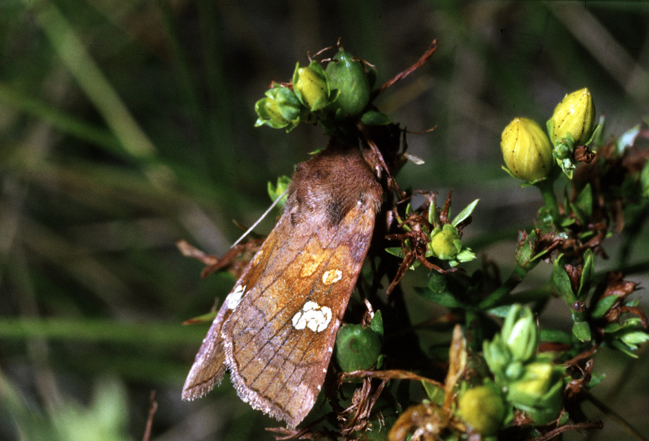 Amphipoea oculea - nagyfoltú lápibagoly