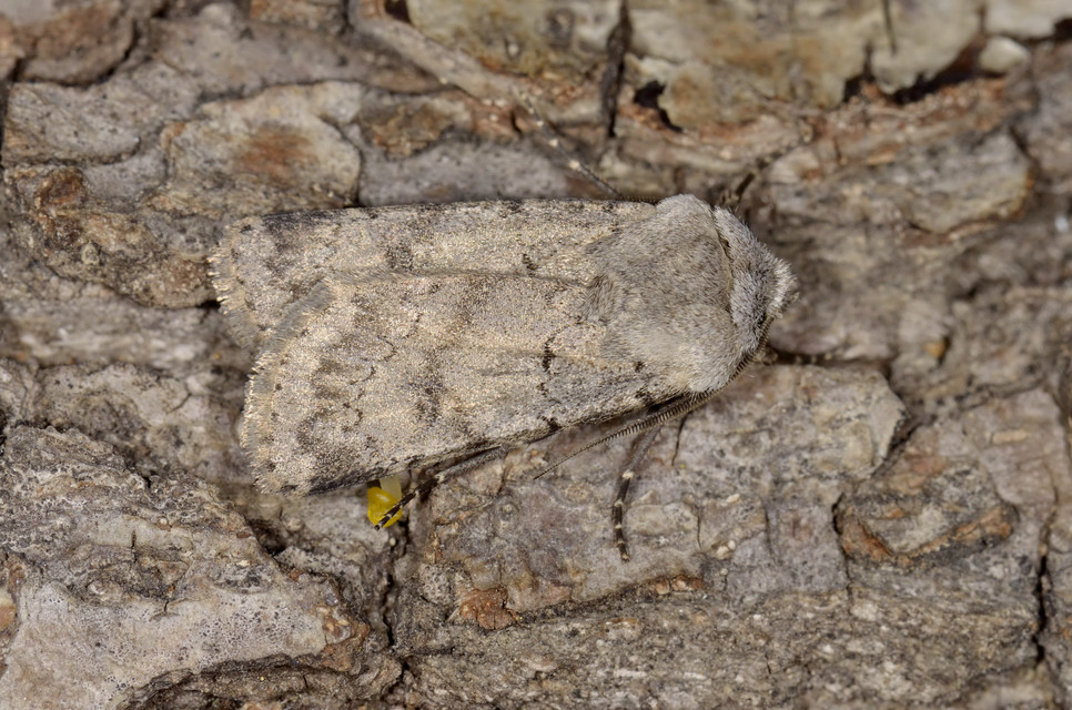 Agrotis cinerea - szürkés földibagoly