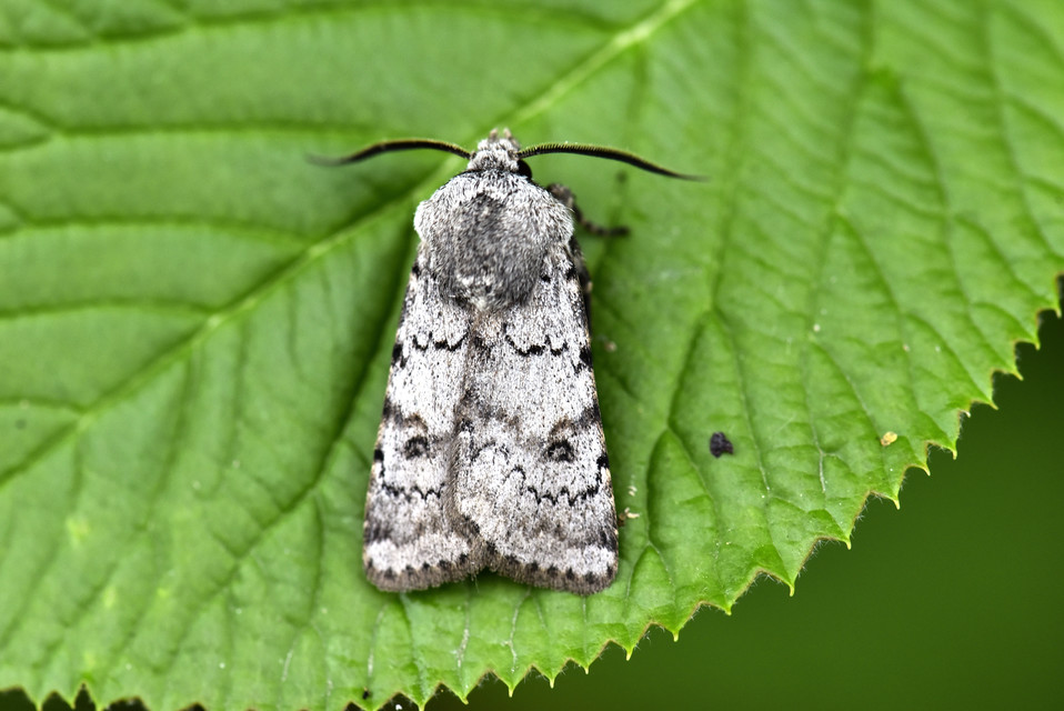 Agrotis cinerea - szürkés földibagoly