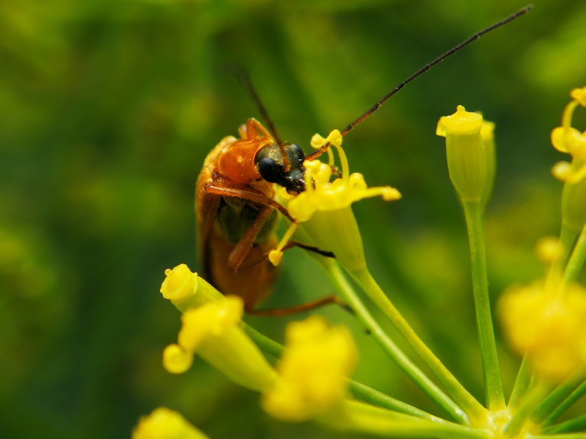 Oedemera podagrariae - székfű-álcincér
