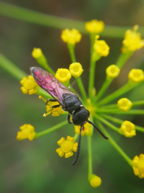 Sapygina decemguttata
