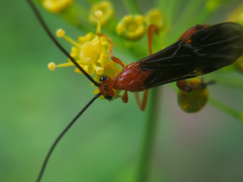 Braconidae - gyilkosfürkészek