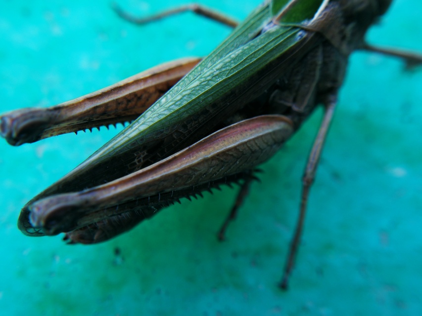 Omocestus rufipes - vöröshasú tarlósáska