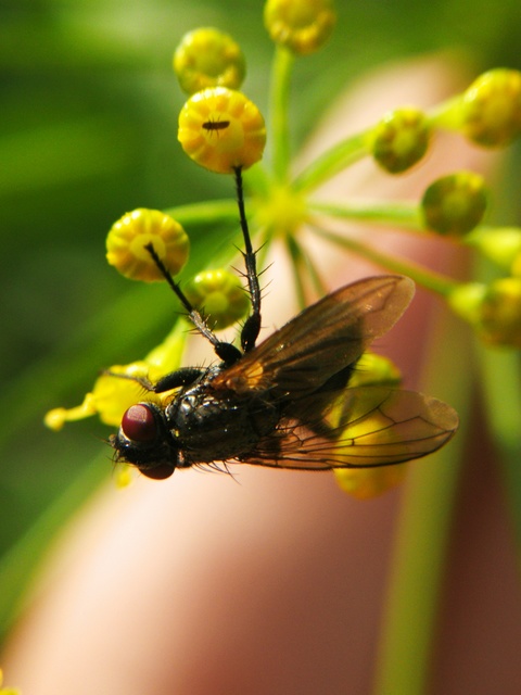 Calliphoridae - dongólegyek