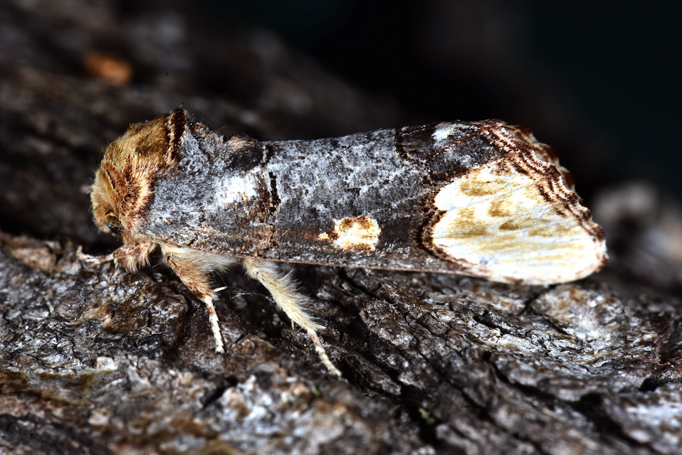 Phalera bucephaloides - magyar púposszövő