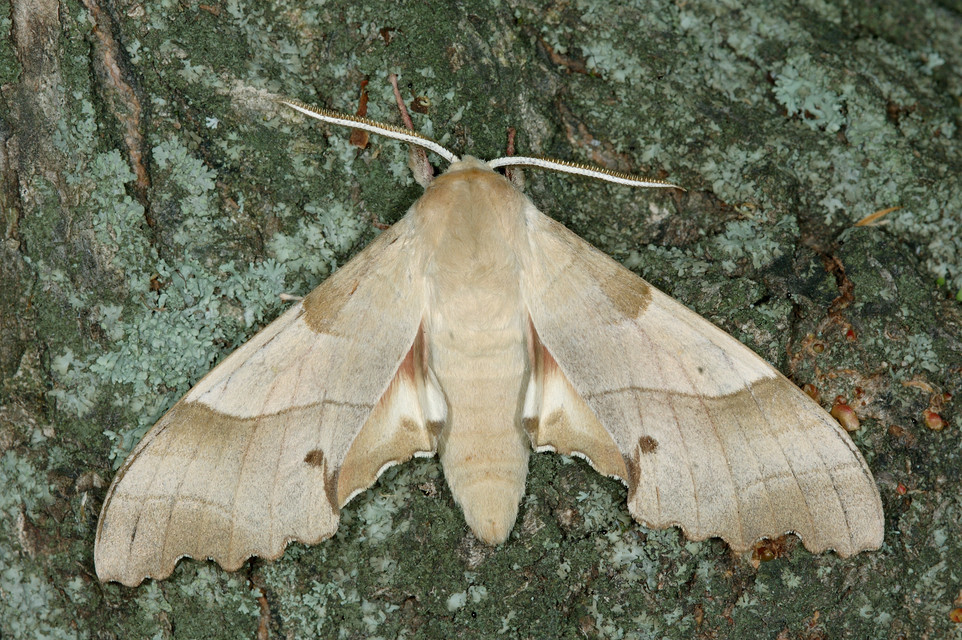Marumba quercus - tölgyfaszender