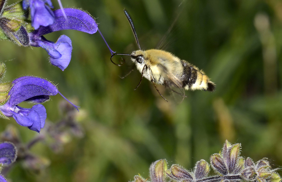 Hemaris tityus - pöszörszender