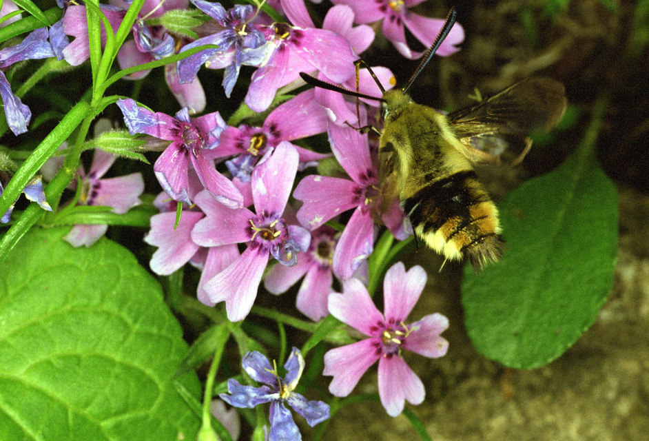 Hemaris tityus - pöszörszender