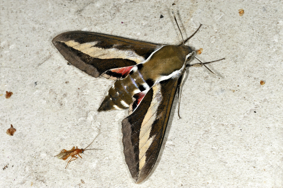 Hyles gallii - galajszender