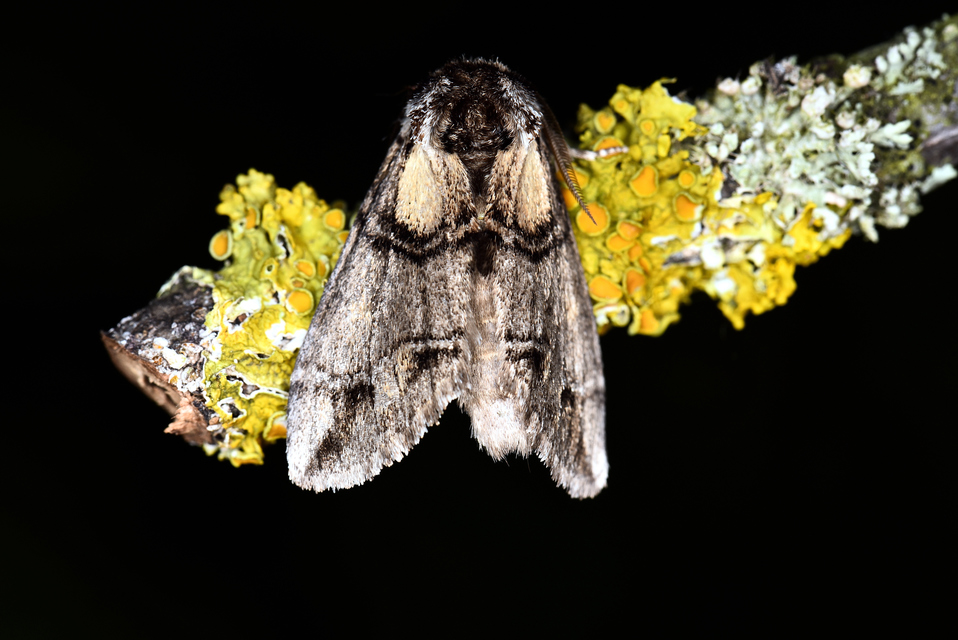 Drymonia velitaris - hegyi púposszövő