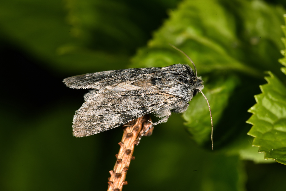 Dicranura ulmi - szilfa-púposszövő