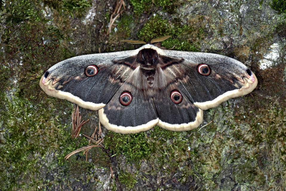 Saturnia pyri - nagy pávaszem
