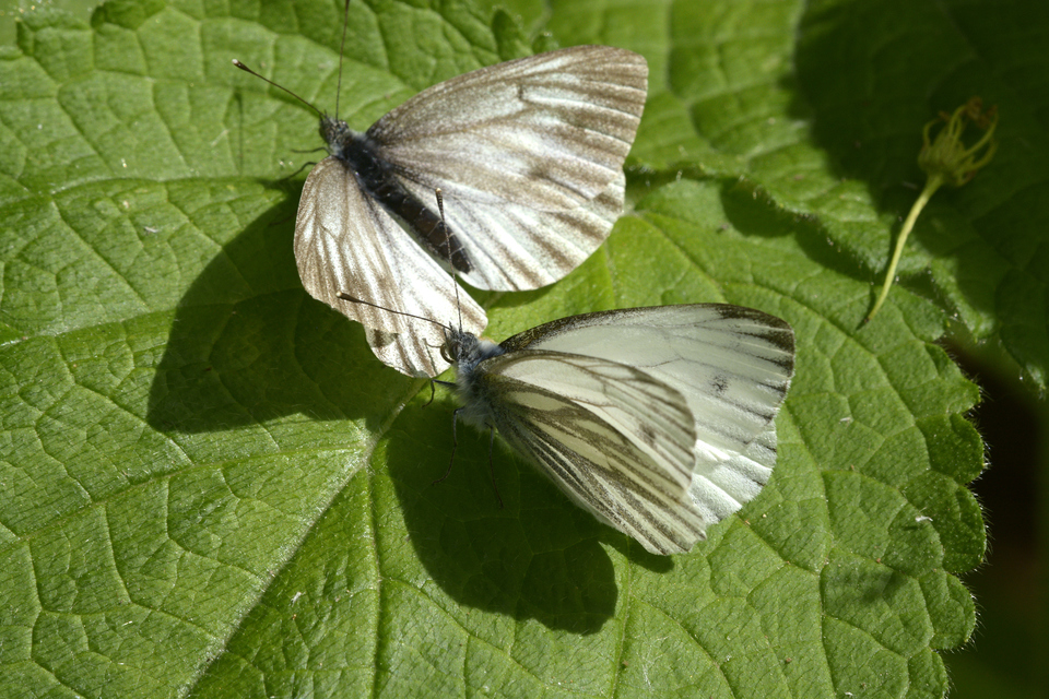 Pieris bryoniae - hegyi fehérlepke