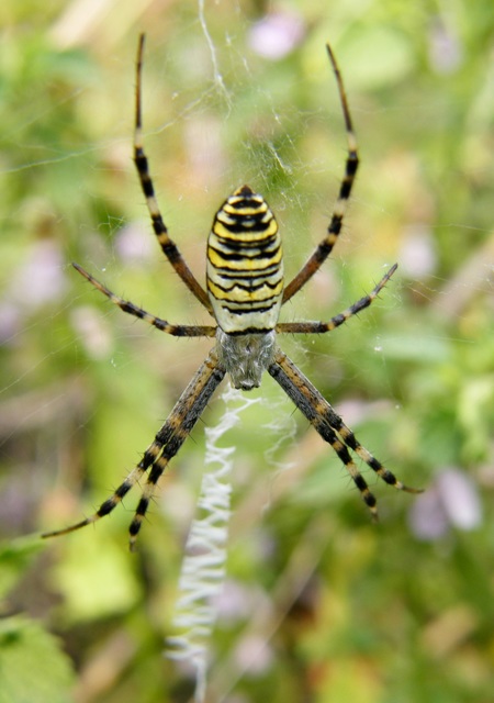 Argiope bruennichi - darázspók