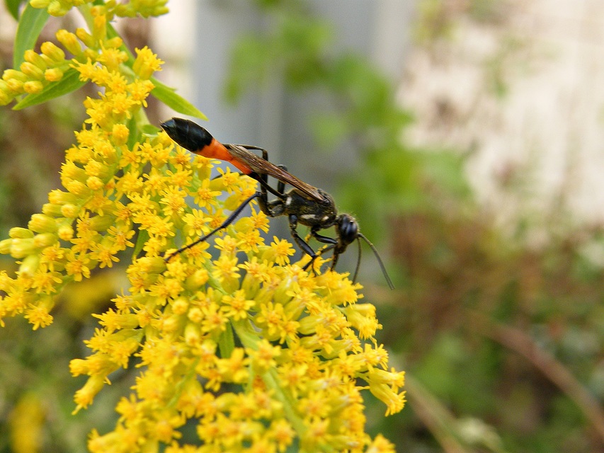 Ammophila