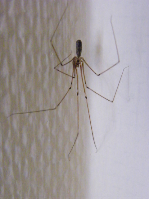 Pholcus phalangioides - nagy álkaszáspók