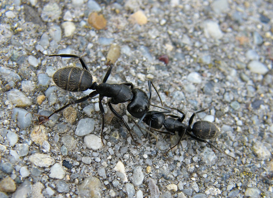 Camponotus vagus - fekete lóhangya