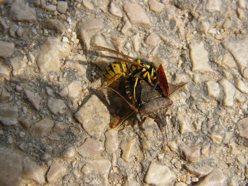 Vespula germanica - német darázs