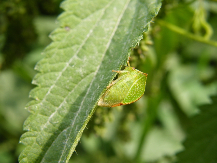 Stictocephala bisonia - bivalykabóca