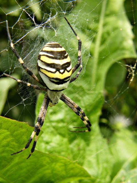 Argiope bruennichi - darázspók
