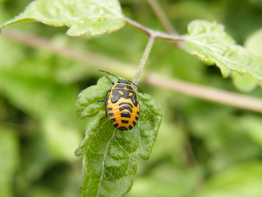 Eurydema