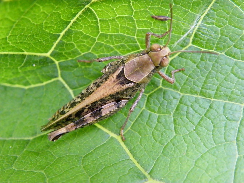 Calliptamus italicus - olaszsáska