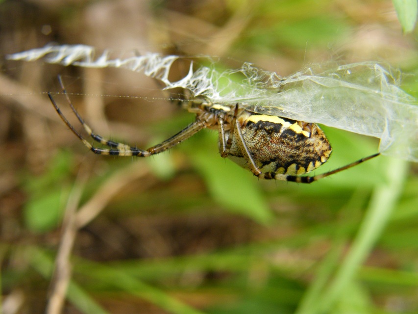 Argiope bruennichi - darázspók