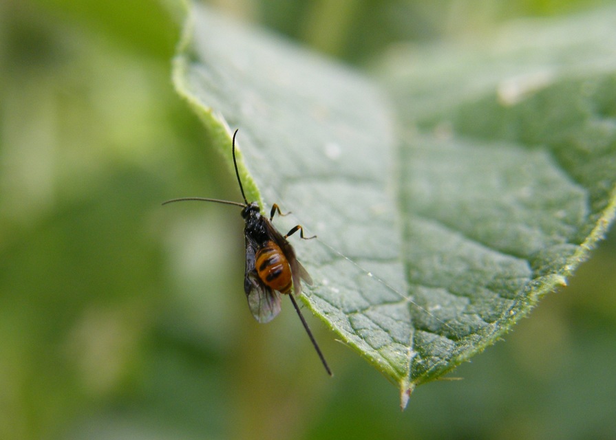 Braconidae - gyilkosfürkészek