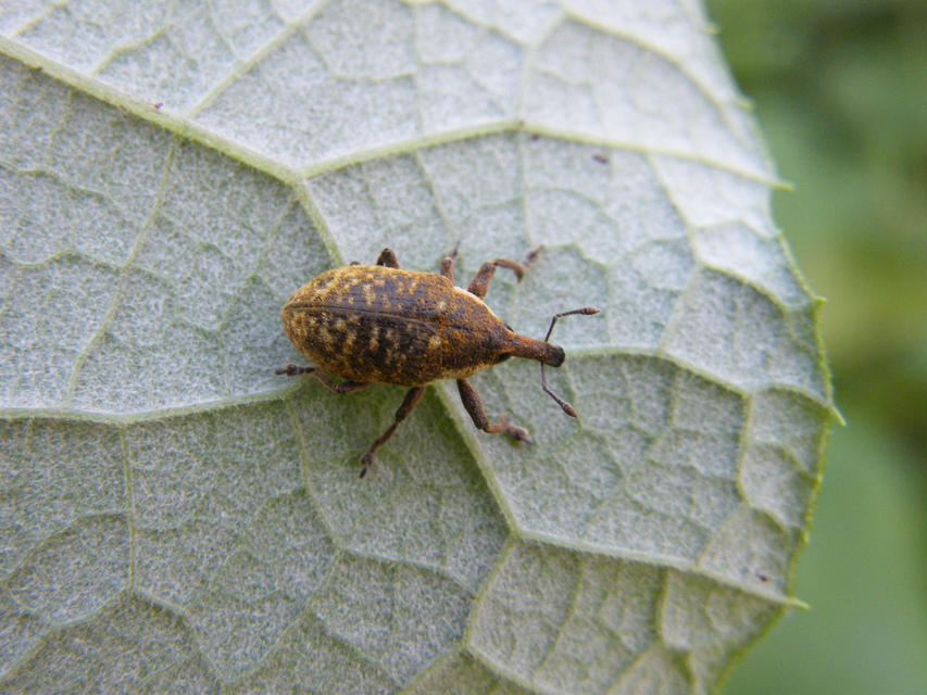 Larinus sturnus - aszat-púderbarkó