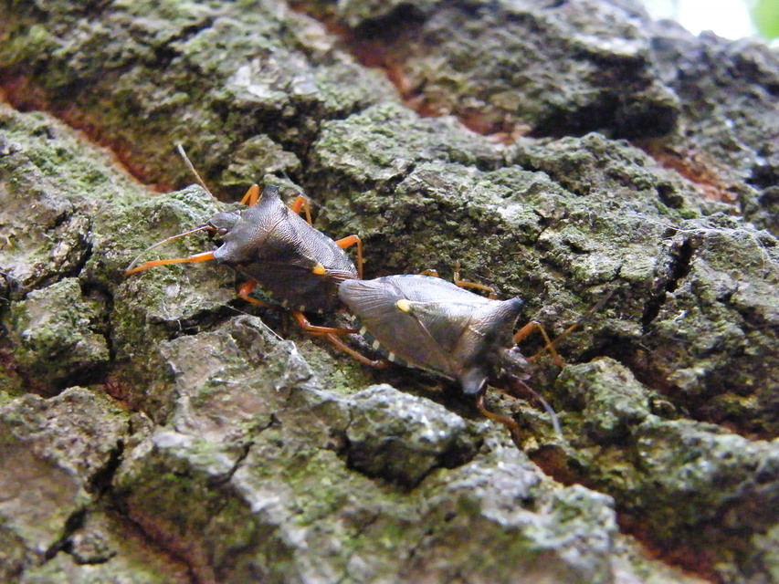 Pentatoma rufipes - vöröslábú címerespoloska Pentatoma rufipes - vöröslábú címerespoloska