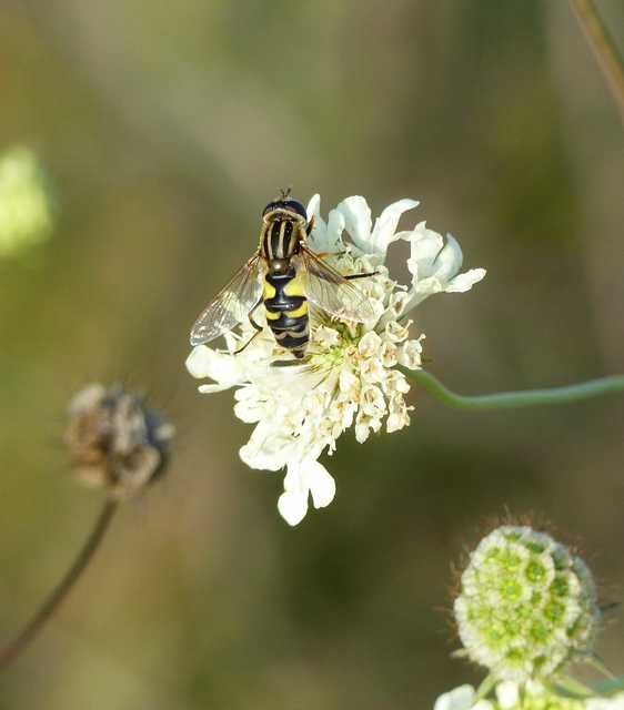 Helophilus trivittatus - nagy mocsárilégy