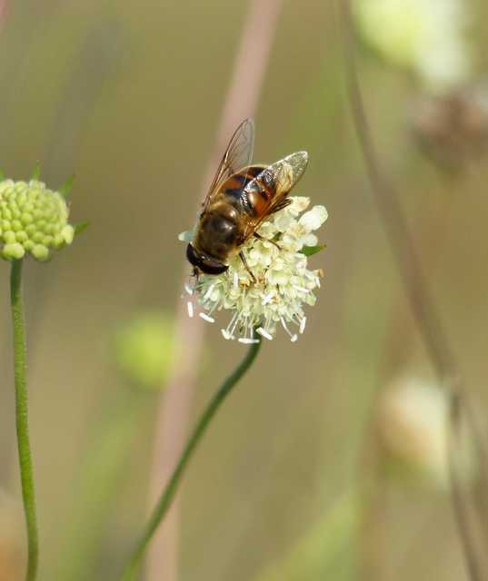 Eristalis tenax - közönséges herelégy