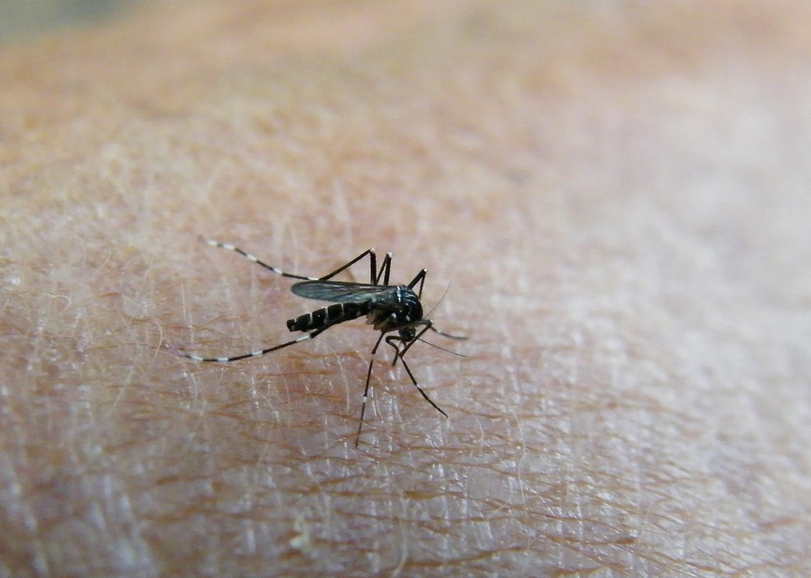 Culicidae - csípőszúnyogok