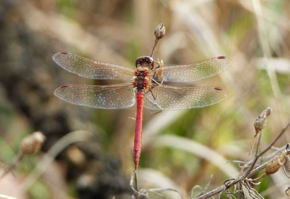 Sympetrum striolatum/vulgatum
