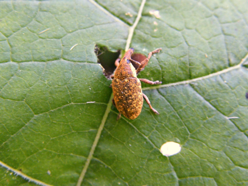 Larinus sturnus - aszat-púderbarkó