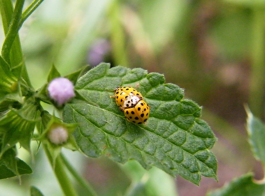 Psyllobora vigintiduopunctata - huszonkétpettyes katica