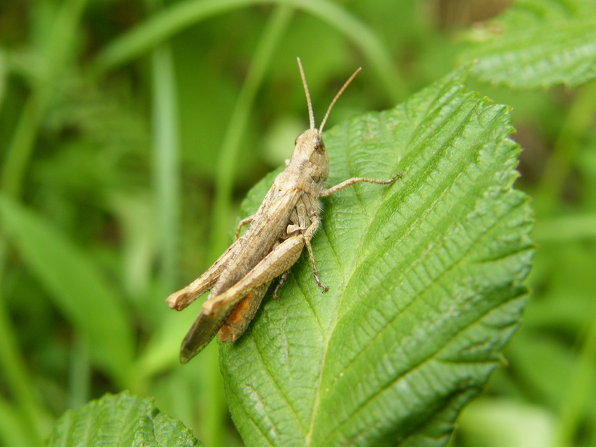 Chorthippus brunneus - közönséges tarlósáska