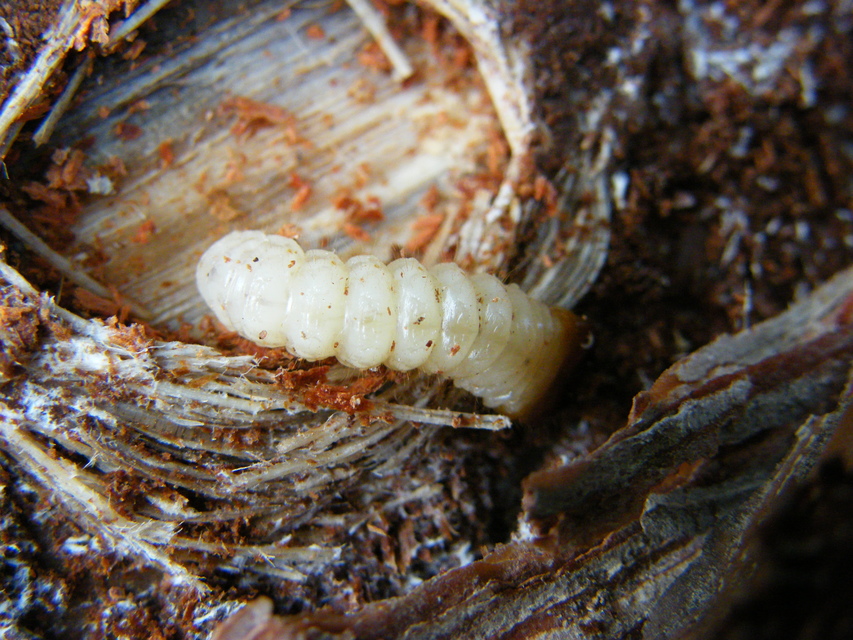Rhagium inquisitor - fenyves-tövisescincér