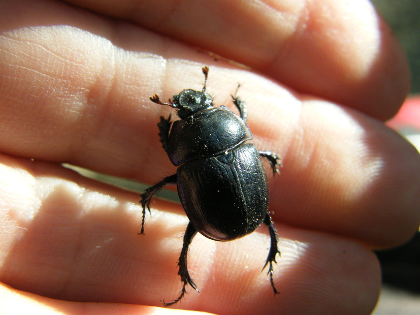 Anoplotrupes stercorosus - erdei álganéjtúró