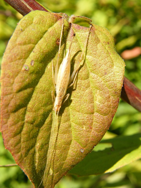 Oecanthus pellucens - pirregőtücsök