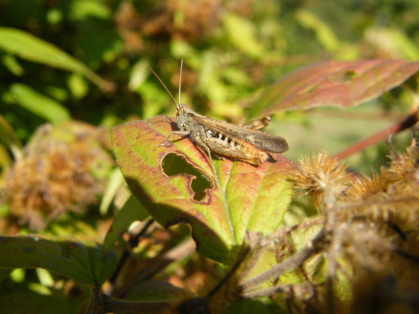 Chorthippus brunneus - közönséges tarlósáska