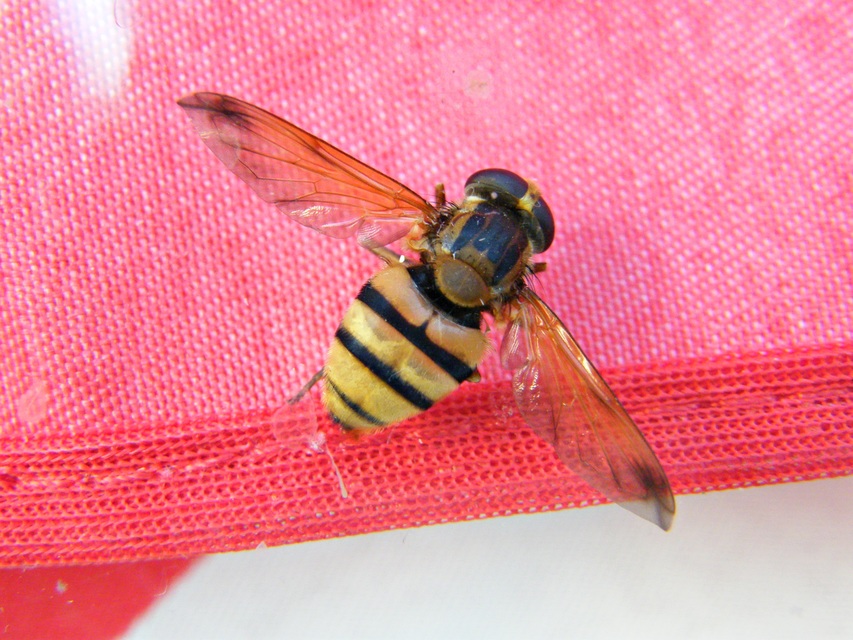 Volucella inanis - háromöves pihelégy
