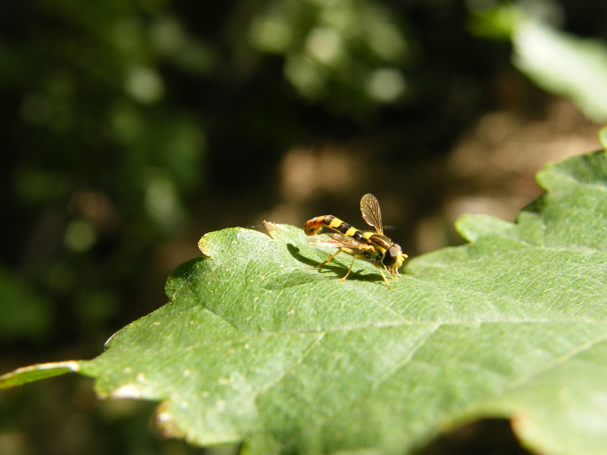 Sphaerophoria